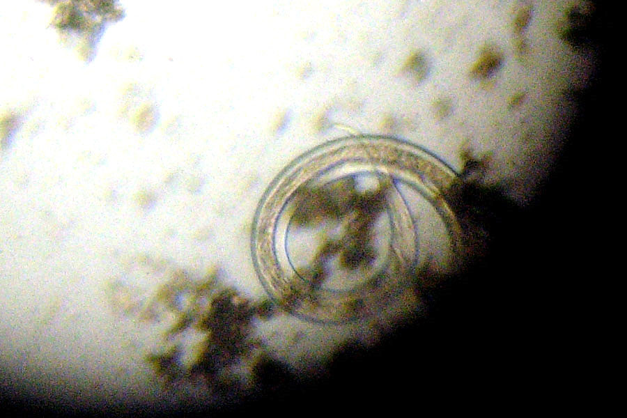 Nematodes indet ?